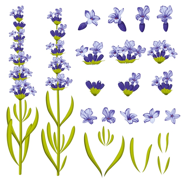 Vector lavender flowers. illustration