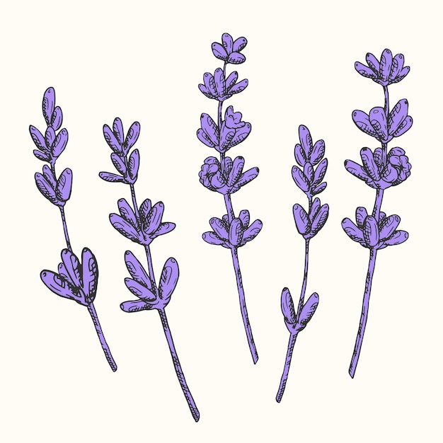 Vector lavender flowers set in hatching style botanical hand drawn illustration