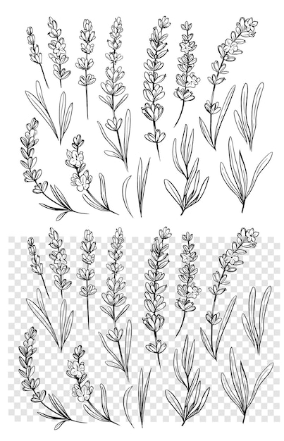 Vector lavender flowers set of realistic sketches vector illustrations hand drawn black outline