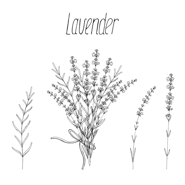 라벤더 꽃은 디자인을 위해 벡터 꽃 손으로 그린 번들 격리 요소를 설정합니다.
