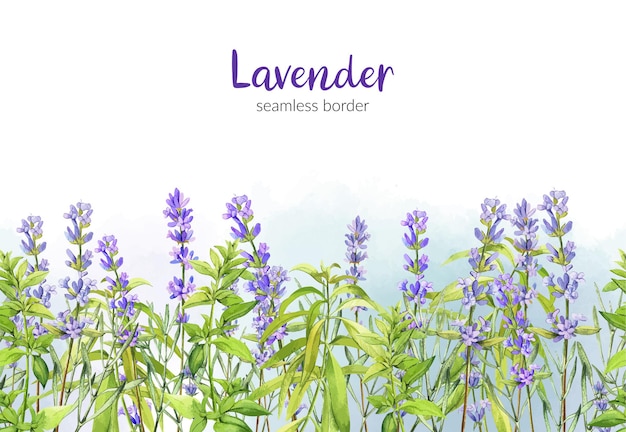 Vector lavender and green verbena illustration design