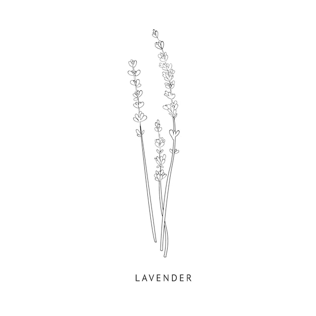 lavender hand drawn realistic sketch