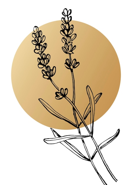 Lavender hand painted illustrations for wall decoration minimalist flower in sketch style