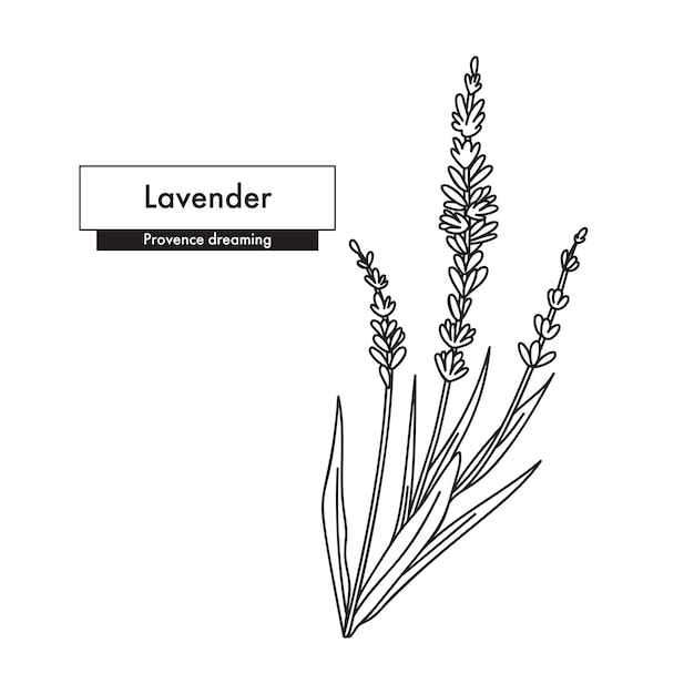 벡터 라벤더 라인 아트 드로잉 유기 화장품에 가장 적합한 아유르베다 대안 의학 터 일러스트레이션