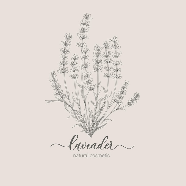 lavender logo and branch hand drawn wedding herb plant and monogram for invitation save the date card design botanical rustic trendy greenery vector illustration