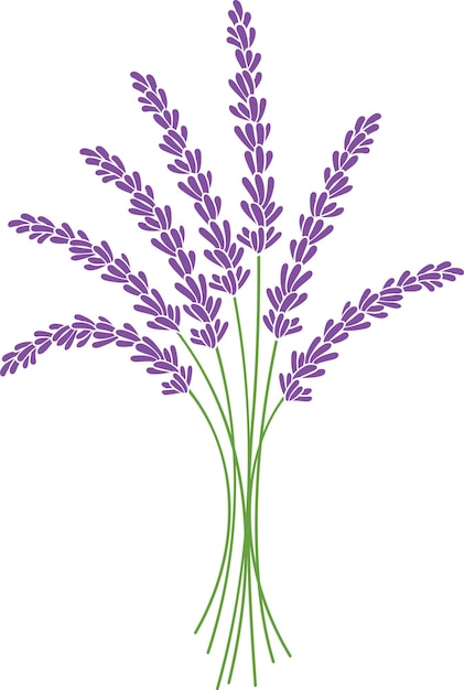 Vettore bouquet di piante di lavanda