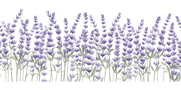 Lavender seamless Border on white isolated background Hand drawn watercolor illustration of Provence flowers for Frames Floral Lavandula pattern for banner or botanical design Botanical backdrop