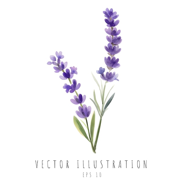 Vettore fiori di acquerello lavanda naturali isolati su sfondo bianco illustrazione vettoriale