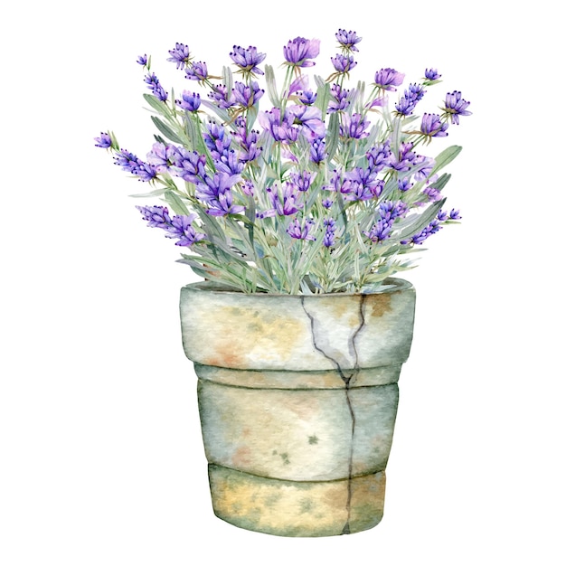 Lavender Watercolor Illustration Provence Herbs