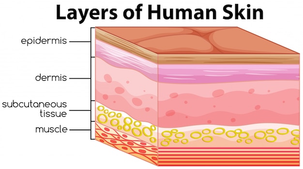 Vector layers of human skin concept