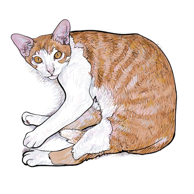 Laying down cat. illustration