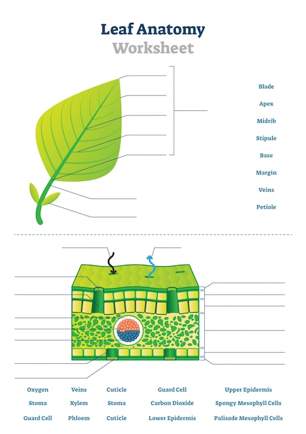 Leaf anatomy worksheet illustration