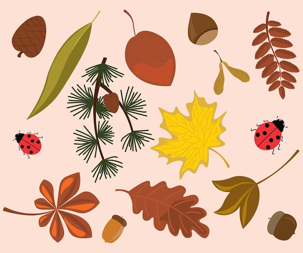 Vector leaf autumn