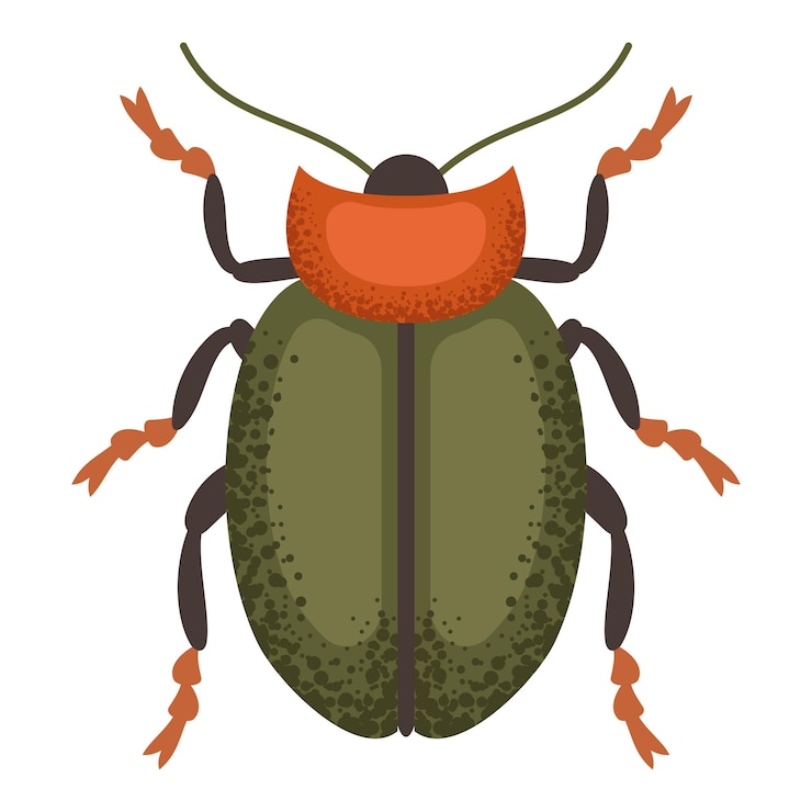 Vector leaf beetle