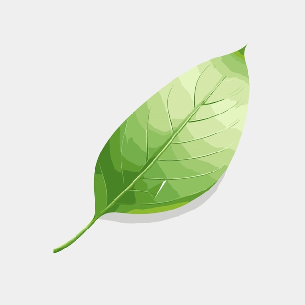 Vector leaf cartoon vector on white background