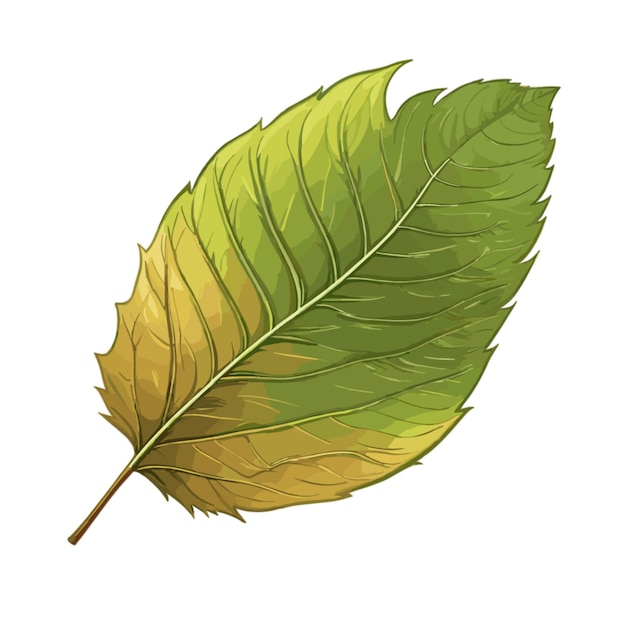 Vector leaf drawing vector