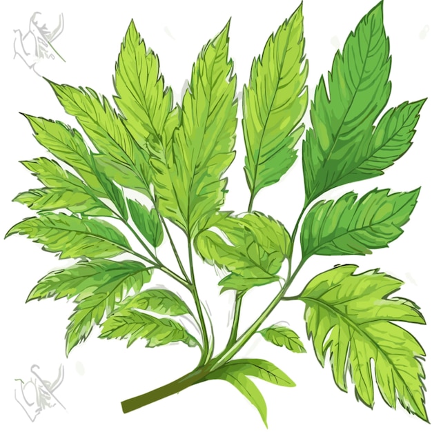 Vector leaf drawing vector