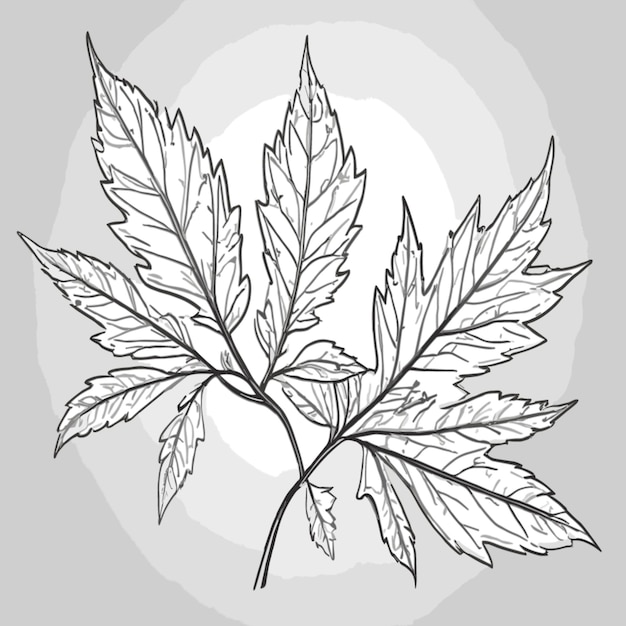 Vector leaf drawing vector