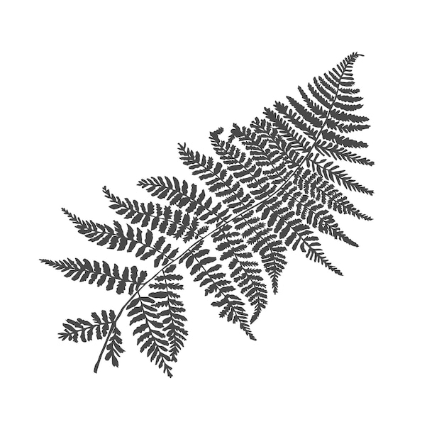 Vector leaf of fern