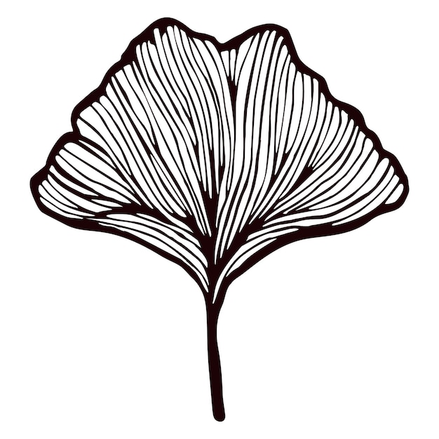 孤立した白い背景に刻まれた葉イチョウビロバ手描きスタイルのヴィンテージブランチ銀杏植物の葉
