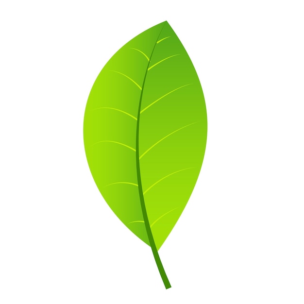 Vector leaf green icon isolated on white background