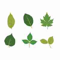 Vector leaf icon set collection vector illustration