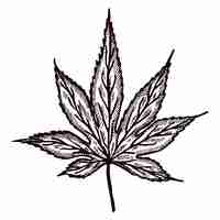 ベクトル 孤立した白い背景に刻まれた葉のカエデ手描きスタイルのヴィンテージカナダの植物の葉