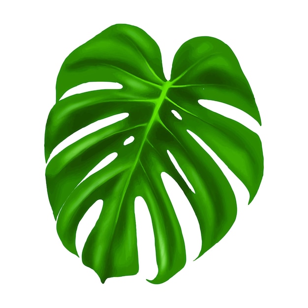 Leaf monstera vector illustration on white background