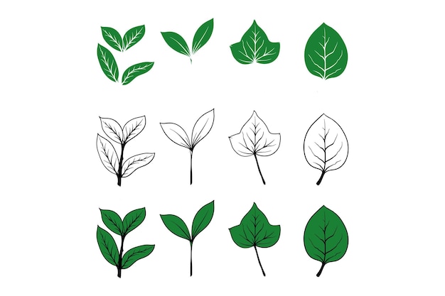 Leaf Plant collection