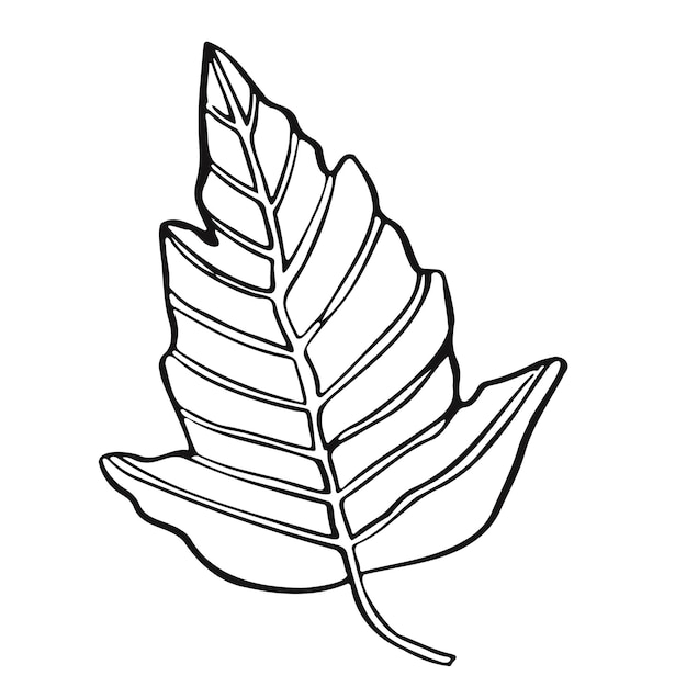 Leaf plant tree line drawing illustration symbol