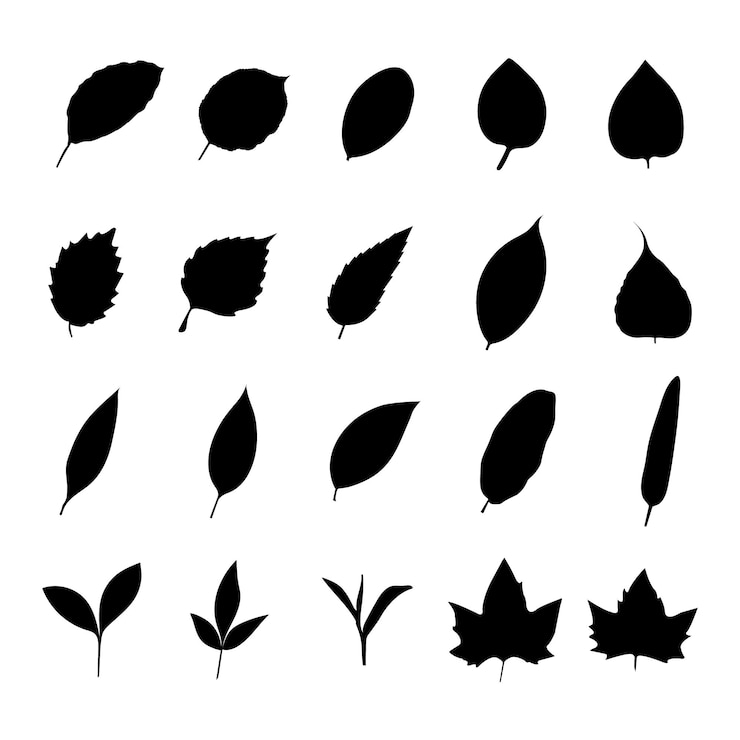 leaf silhouette set design and illustration