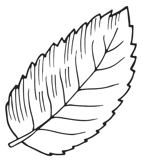 Leaf sketch tree foliage drawing plant symbol