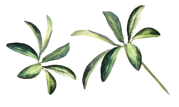 Vector leaf stem of schefflera arboricola paint with watercolor of plant tropical leaves dense jungle