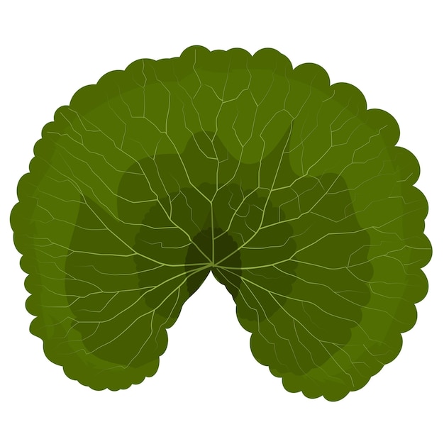 Leaf vector illustration, Design for stickers, logo, web and mobile app