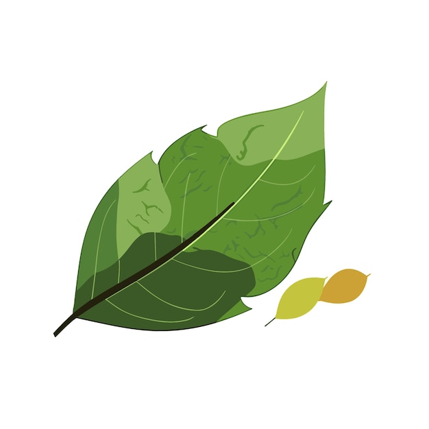 Leaf vector isolated White background