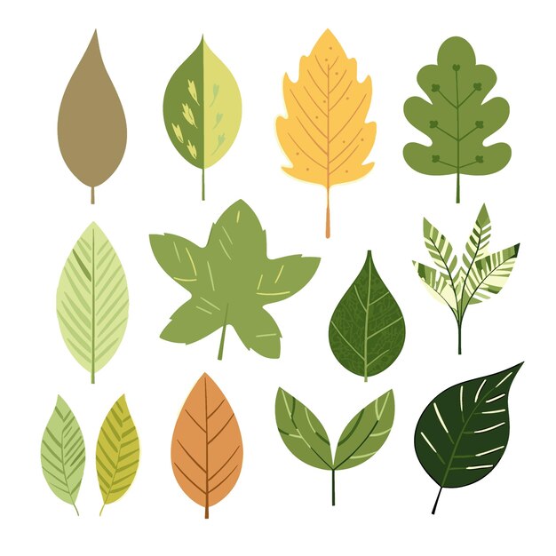 Leaf vector isolated white background