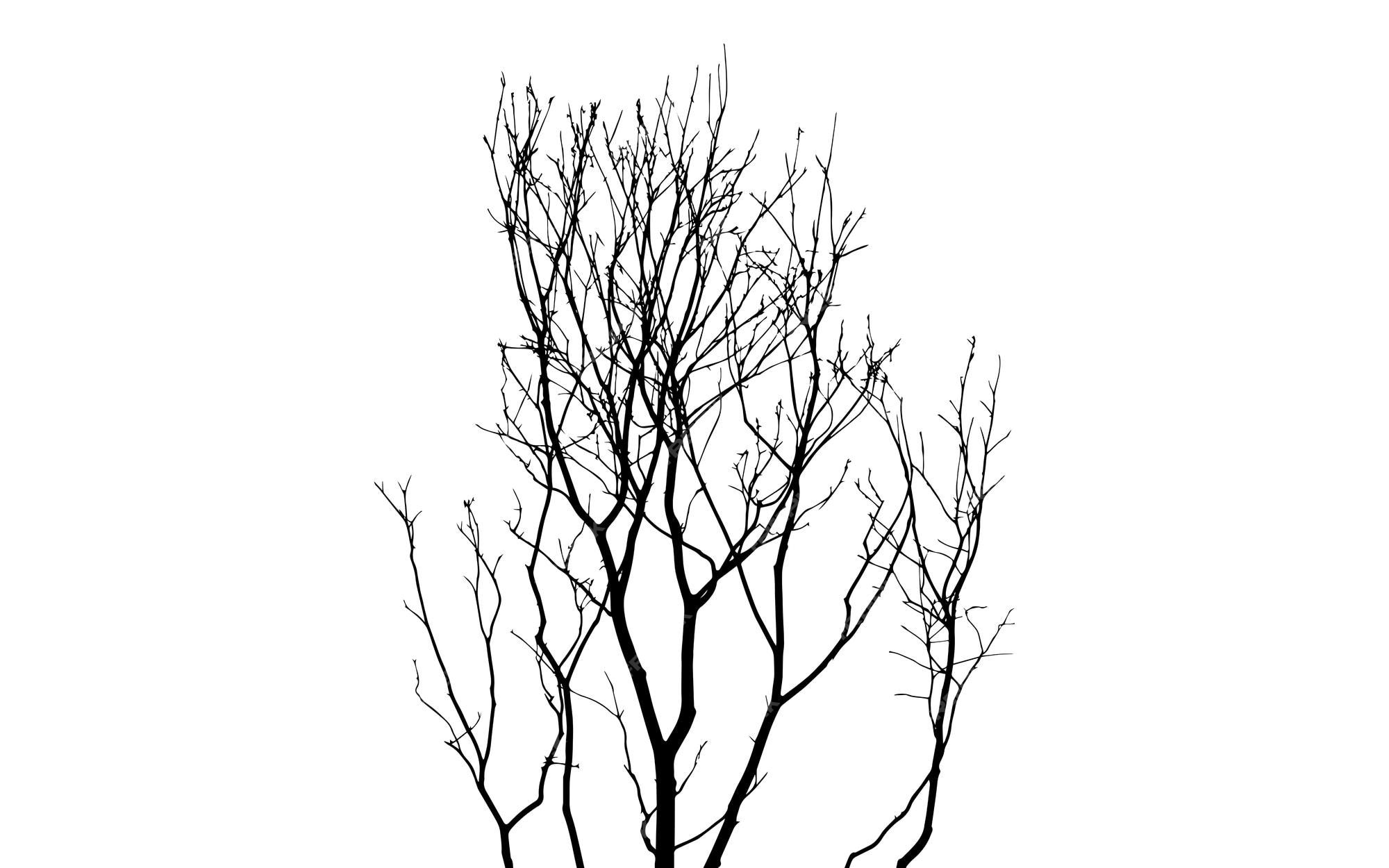 Premium Vector | Leafless tree branches vector silhouette isolated on white background fill with black color tree Premium Vector | Leafless tree branches vector silhouette isolated on white background fill with black color tree