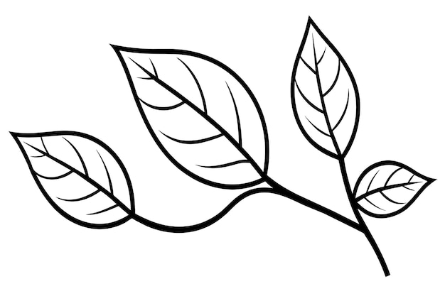 A leafy branch with three leaves