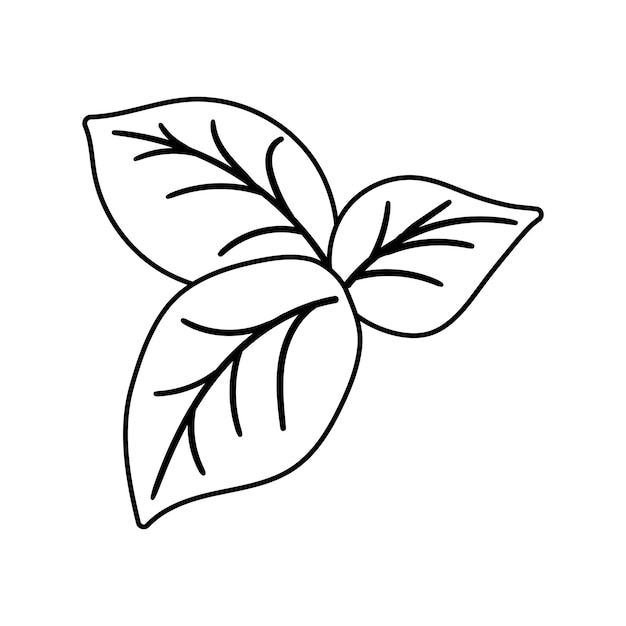 Vector leaves of basil doodle flat illustration on white background vector graphics design