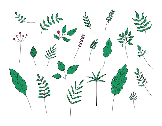 Leaves and berries isolated Vector set of green plant decorative elements on white background Simple hand drawn leaf objects