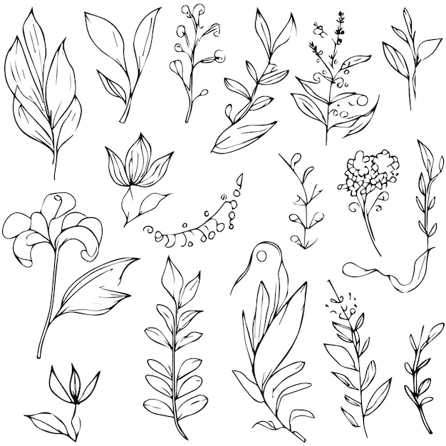 Leaves a branch of botanical collection sketch art vector illustrations of hand drawn plants