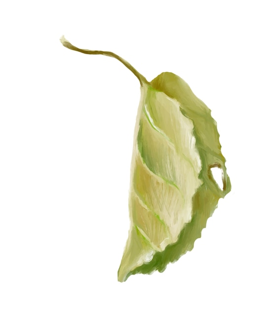 Leaves on a branch. Green leaves. Digital illustration.