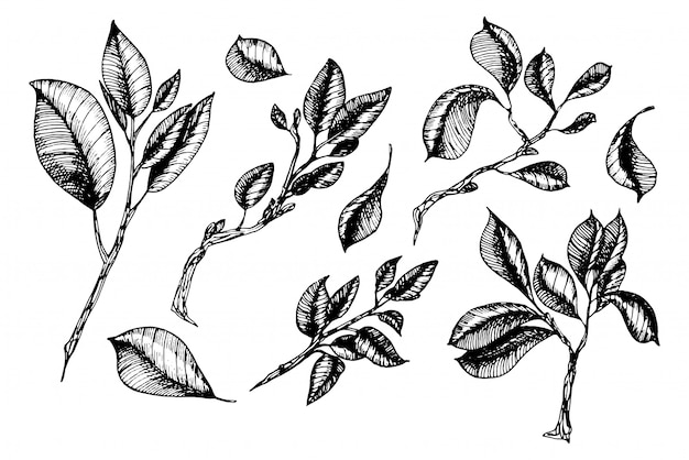 Leaves collection in engraving styles