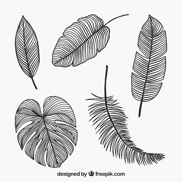 모노 라인으로 나뭇잎 컬렉션