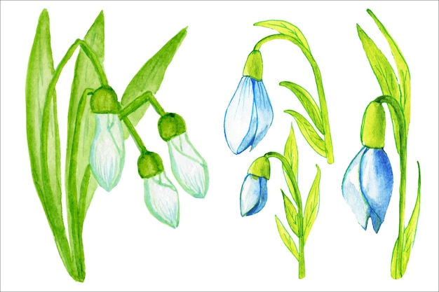 Leaves and flowers of the field in blue. blue foliage. watercolor illustration.