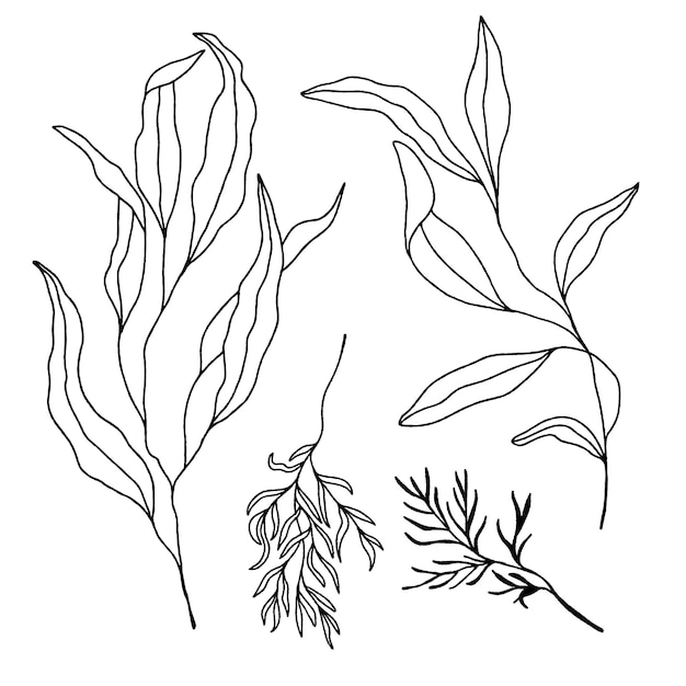 Leaves and flowers from lines