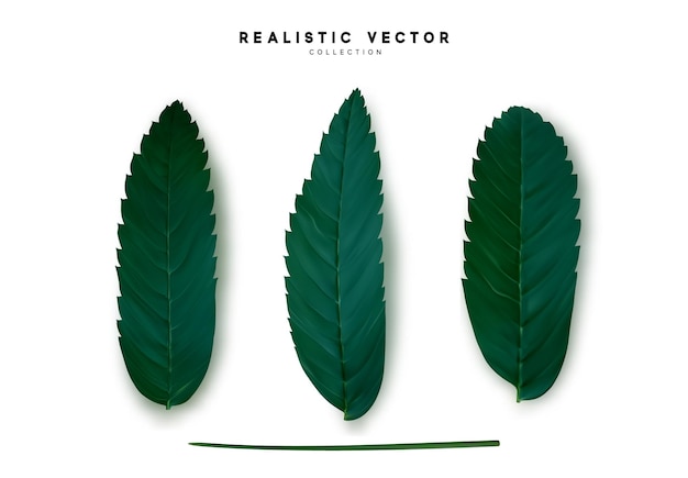 Leaves from the tree. set of realistic simple petals and leaves. Vector illustration