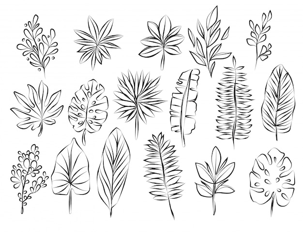 Vector leaves hand drawing and sketch black and white