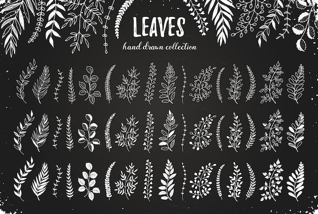 Leaves hand drawn set