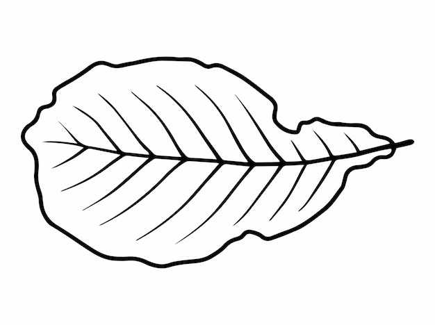 Leaves Line Art Illustration